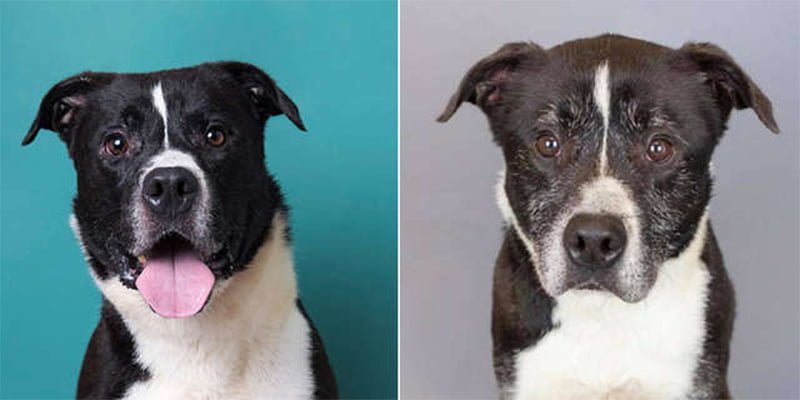 Fotos de antes y después muestran cuánto tiempo ha estado viviendo este perro en un refugio 14 Fotografías muestran