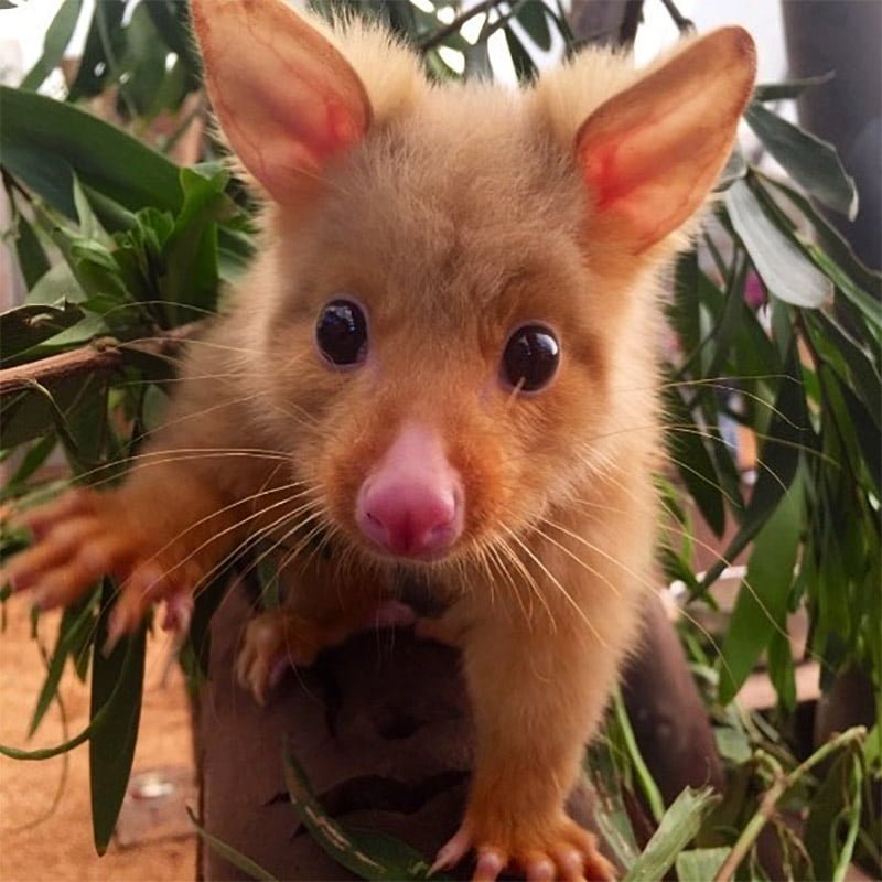 Clínica veterinaria australiana rescata una rara zarigüeya dorada 6 Bebé dorado