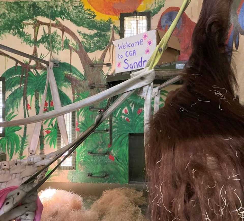 La nueva vida en libertad de Sandra, la orangutana declarada persona no humana 9 Bienvenida a orangután Sandra