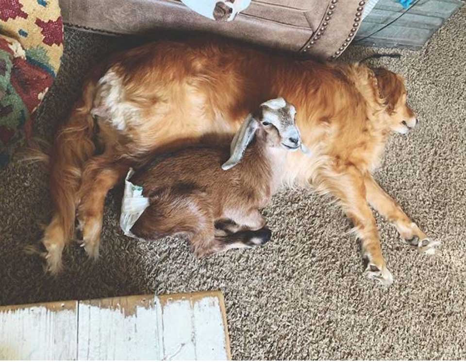 Perrita vive en una granja con cabras bebés y piensa que es su mamá 9 Cabrita descansa sobre perrita