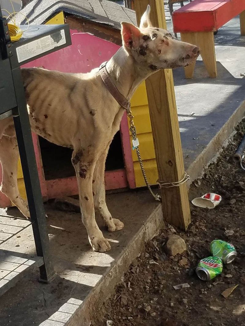 Perro hambriento comía piedras porque su dueño lo dejó sin agua ni comida 7 Cachorro abusado