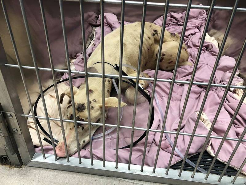 Perro hambriento comía piedras porque su dueño lo dejó sin agua ni comida 11 Cachorro en el refugio