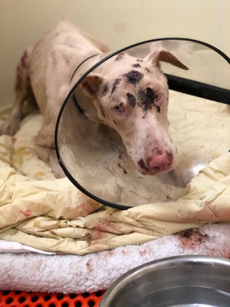 Perro hambriento comía piedras porque su dueño lo dejó sin agua ni comida 9 Cachorro rescatado