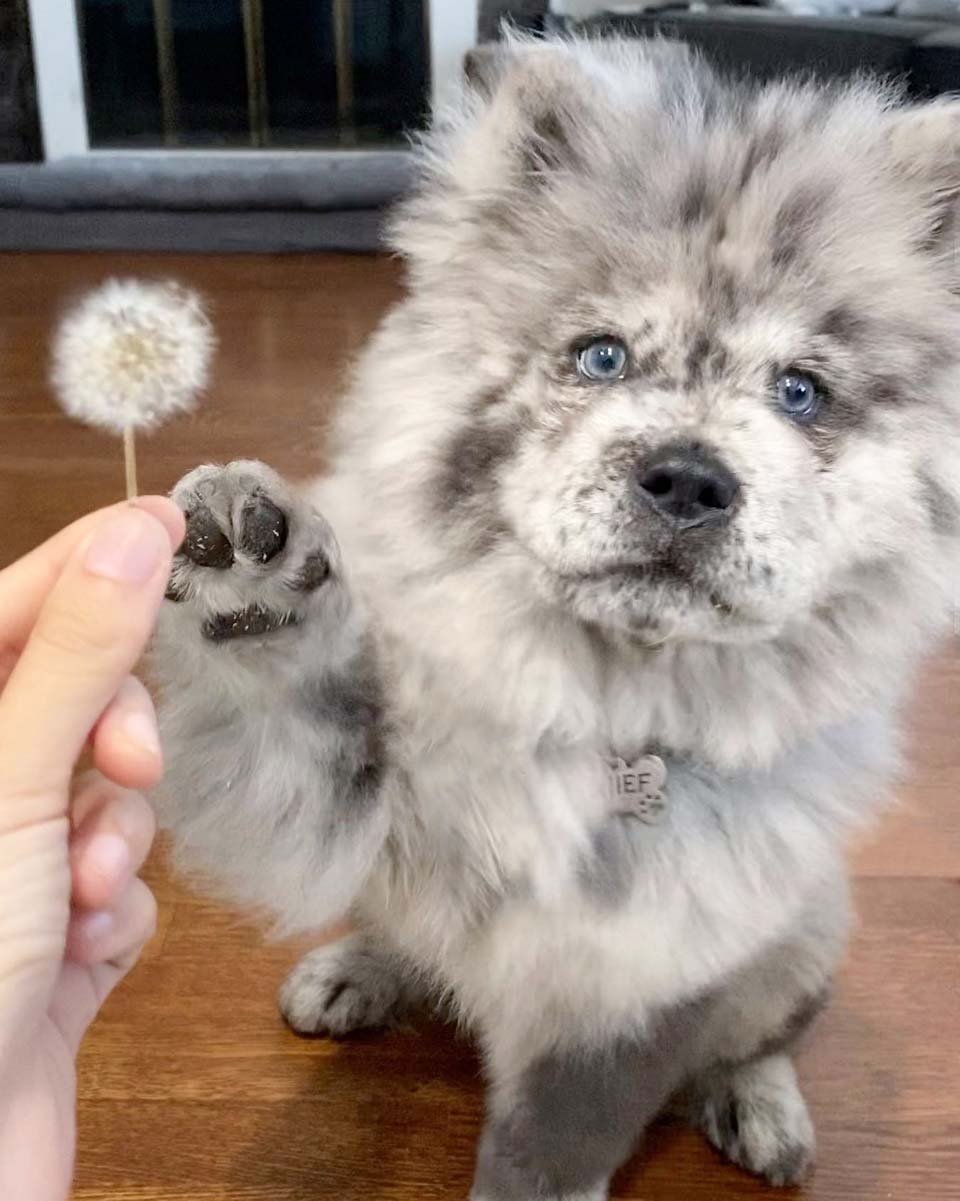 Conoce a esta pequeña nube de Oreo que se convertirá en un enorme perro 11 Cachorro será un perro de terapia
