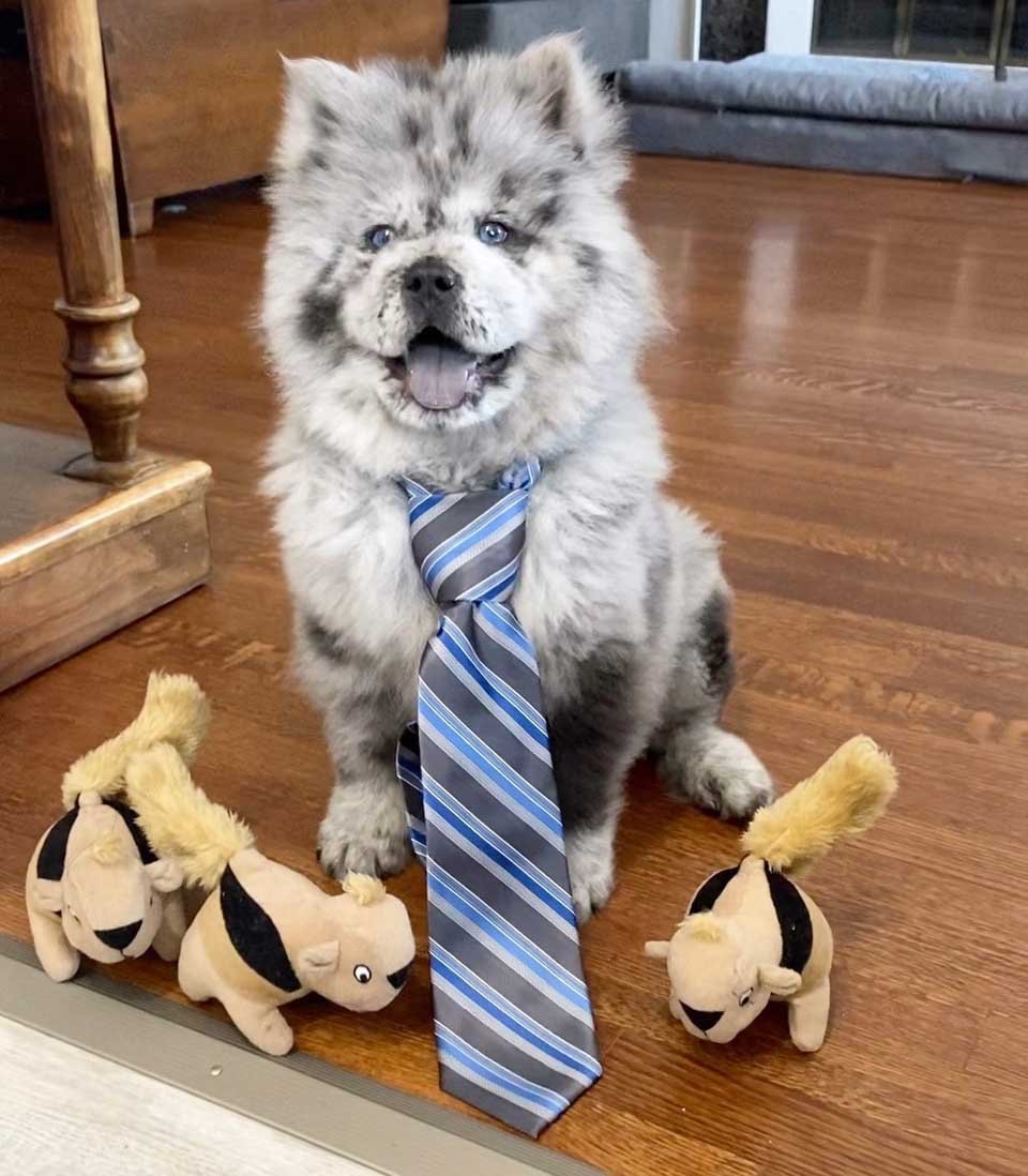 Conoce a esta pequeña nube de Oreo que se convertirá en un enorme perro 13 Chief es un perro adorable