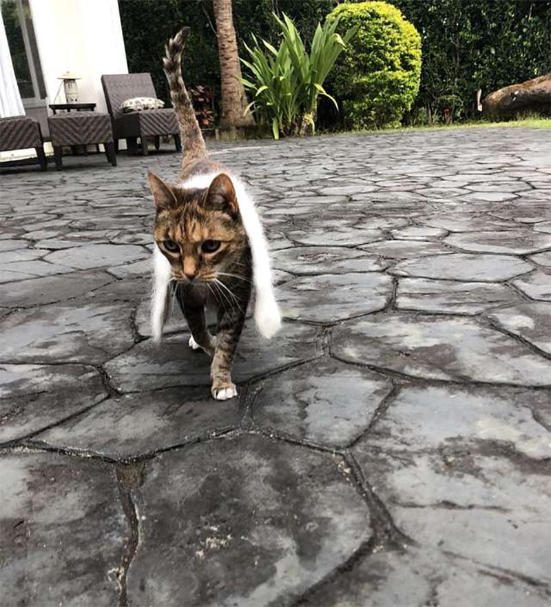 Gata está obsesionada con usar su pequeña bufanda donde quiera que vaya 5 Cinnamon con bufanda