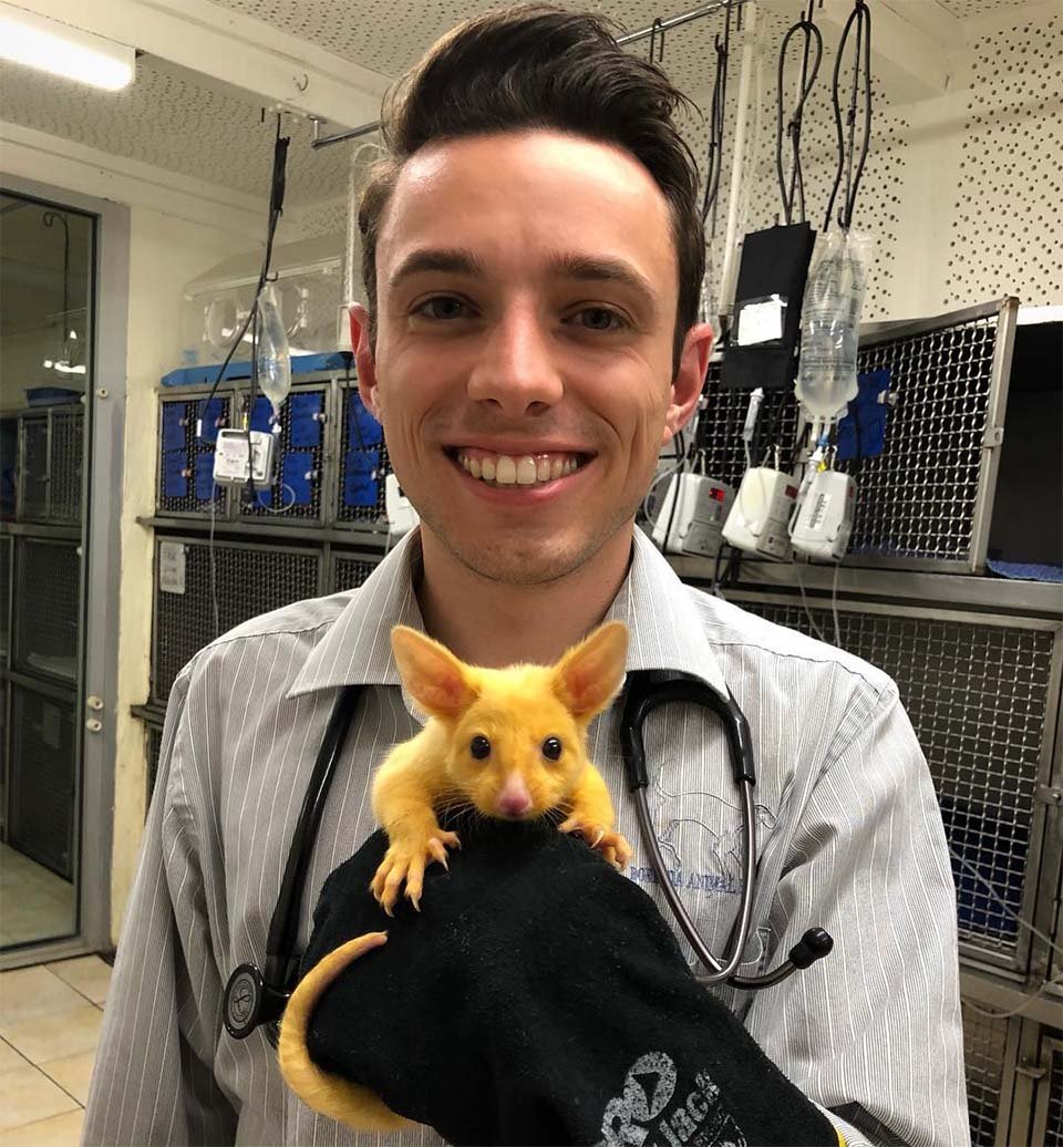 Clínica veterinaria australiana rescata una rara zarigüeya dorada 4 Doctor y Pikachu