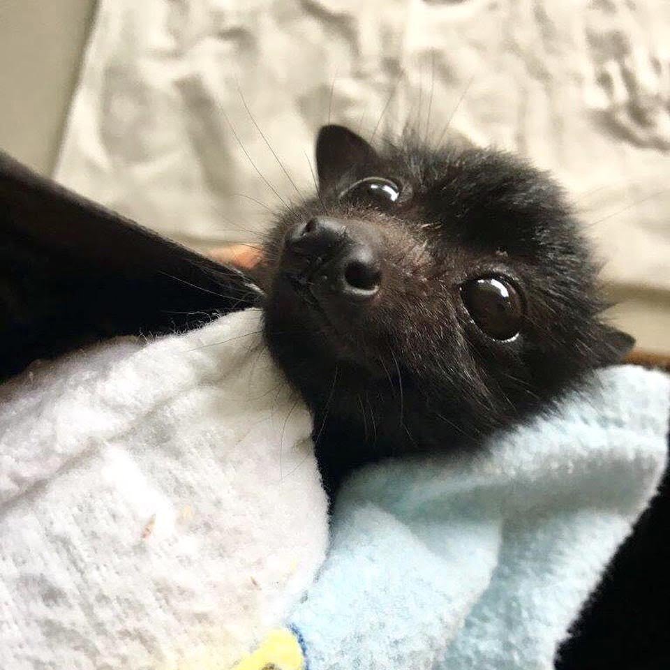 Organización que rescata murciélagos comparte fotos donde vemos lo lindos e inofensivos que son 21 Este murciélago es adorable
