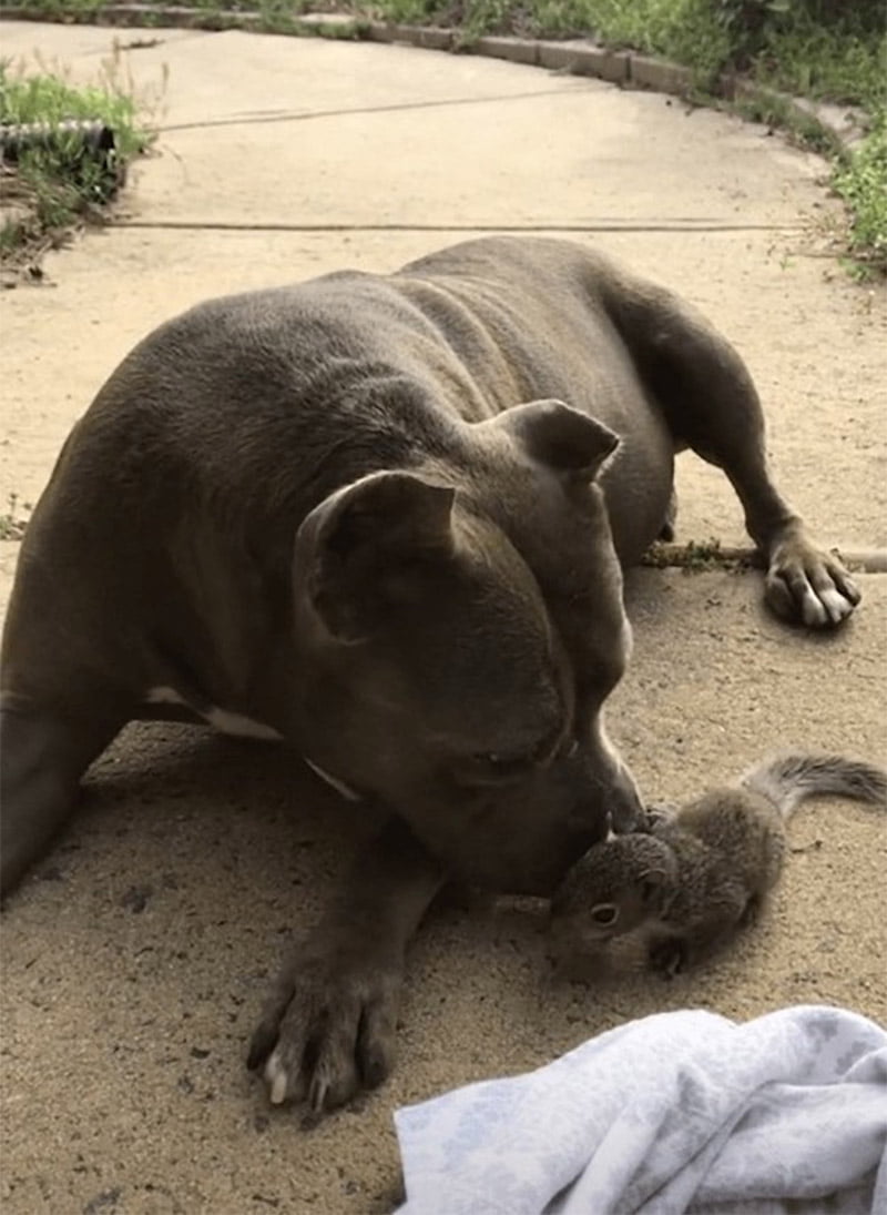 Ardilla bebé se encuentra con una pitbull maternal y la convierte en su madre 5 Everly adopta bebé