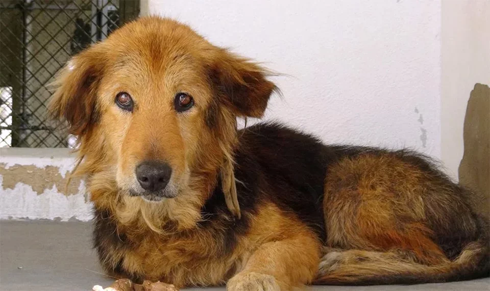 Familia abandonó perrita