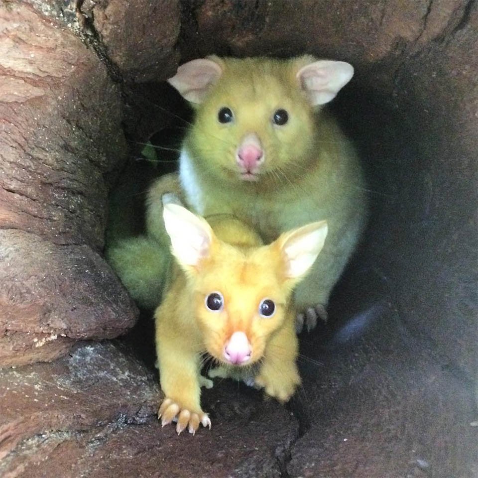 Clínica veterinaria australiana rescata una rara zarigüeya dorada 9 Familia dorada