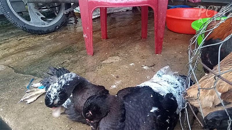 Gansos mercado