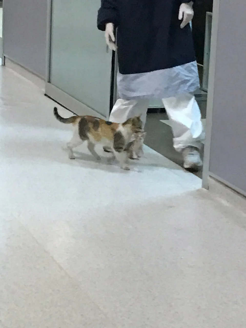 Gata llega al hospital Gata llega al hospital