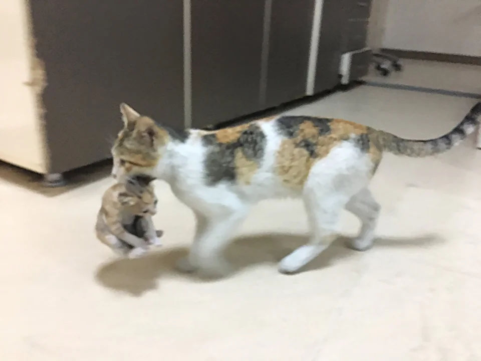 Gata llevando a su bebé Gata llevando a su bebé