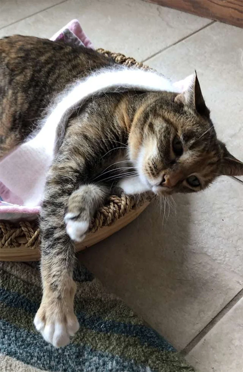 Gata está obsesionada con usar su pequeña bufanda donde quiera que vaya 4 Gata obsesionada
