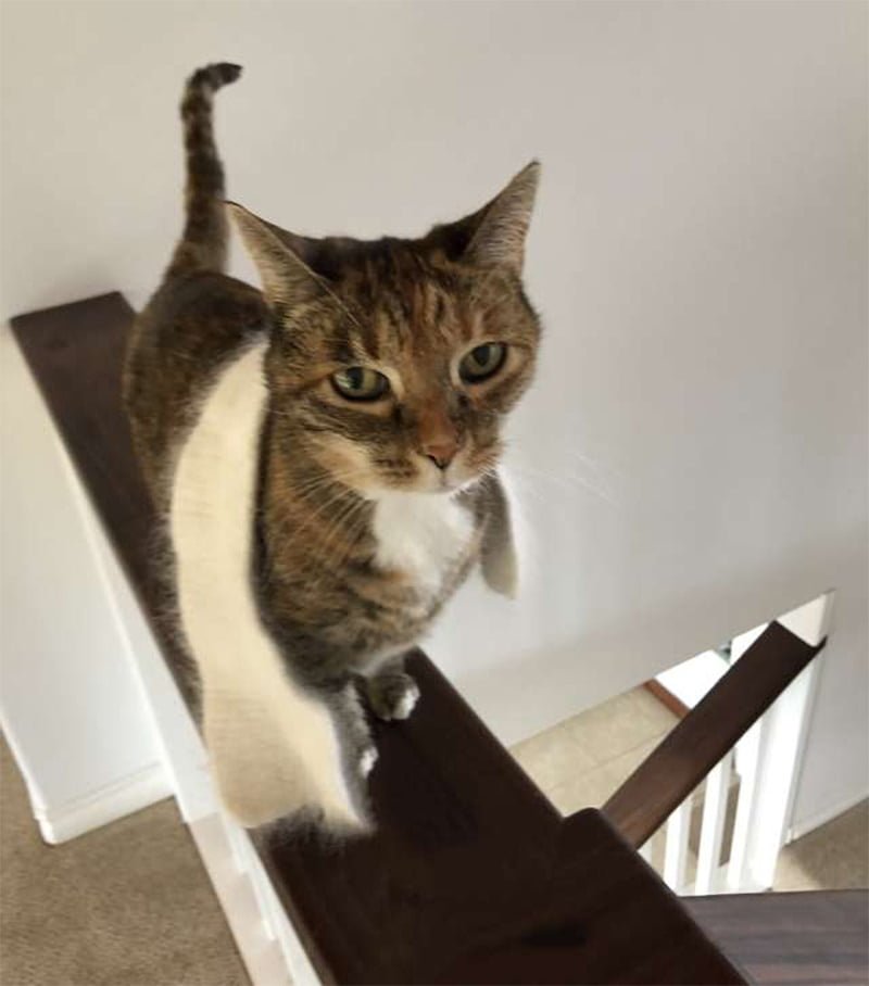 Gata está obsesionada con usar su pequeña bufanda donde quiera que vaya 6 Gata y su bufanda
