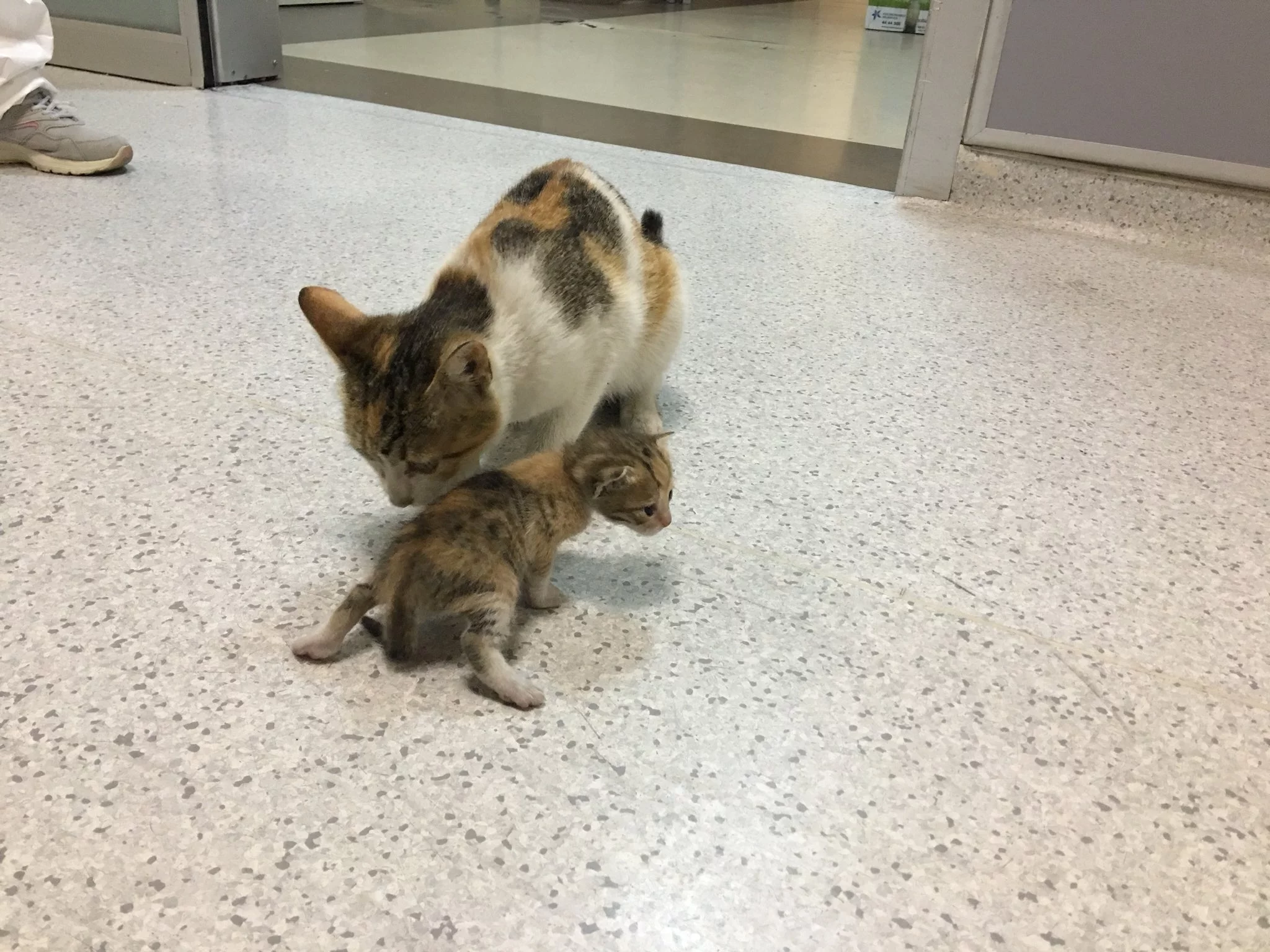 Gata y su gatito Gata y su gatito
