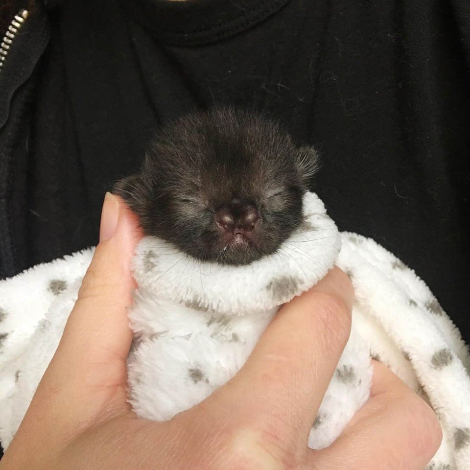 Gatita con una linda nariz se recupera luego de ser encontrada en un patio trasero 12 Gatita negra encontrada