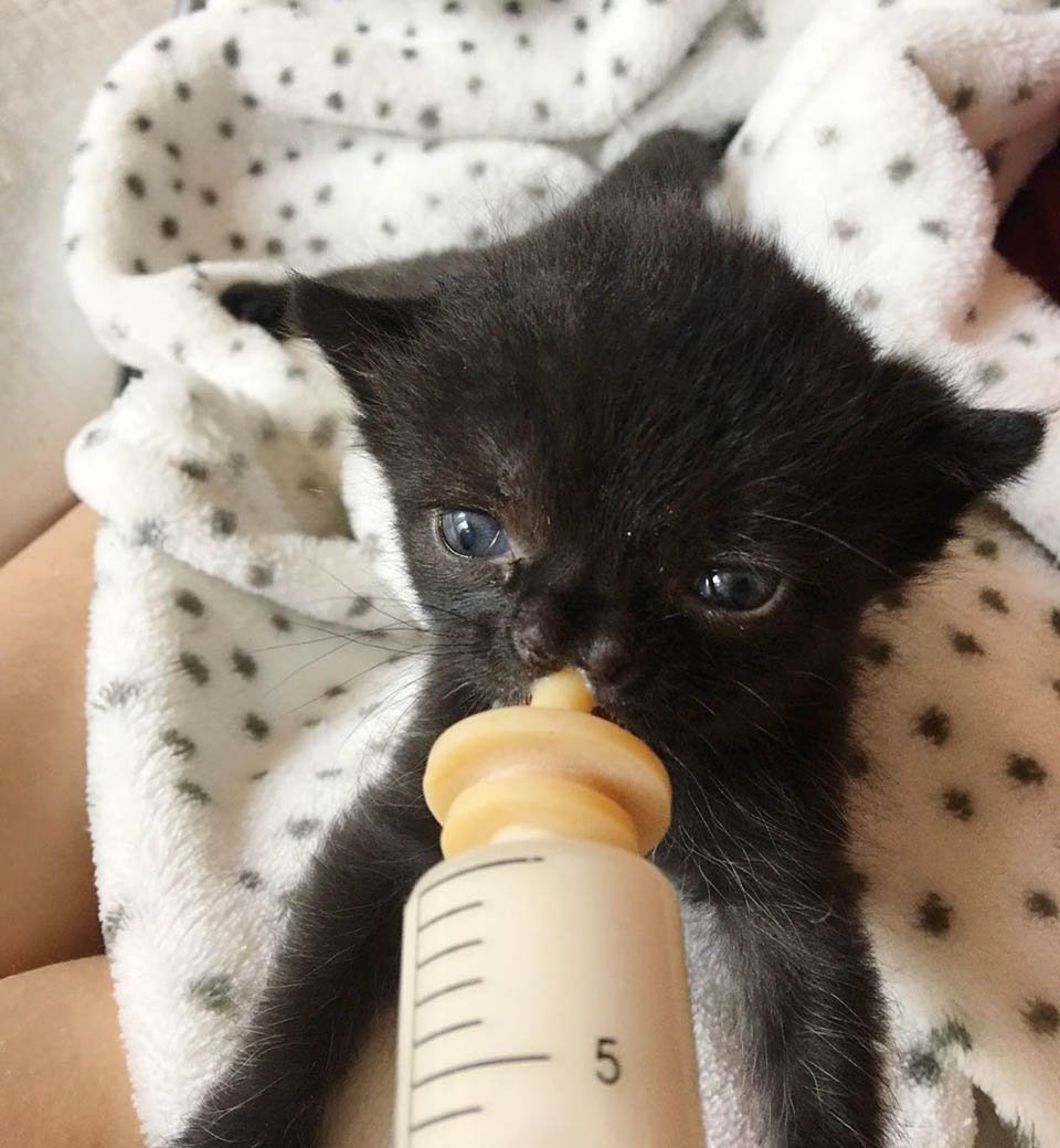Gatita con una linda nariz se recupera luego de ser encontrada en un patio trasero 19 Gatita negra recibe alimento