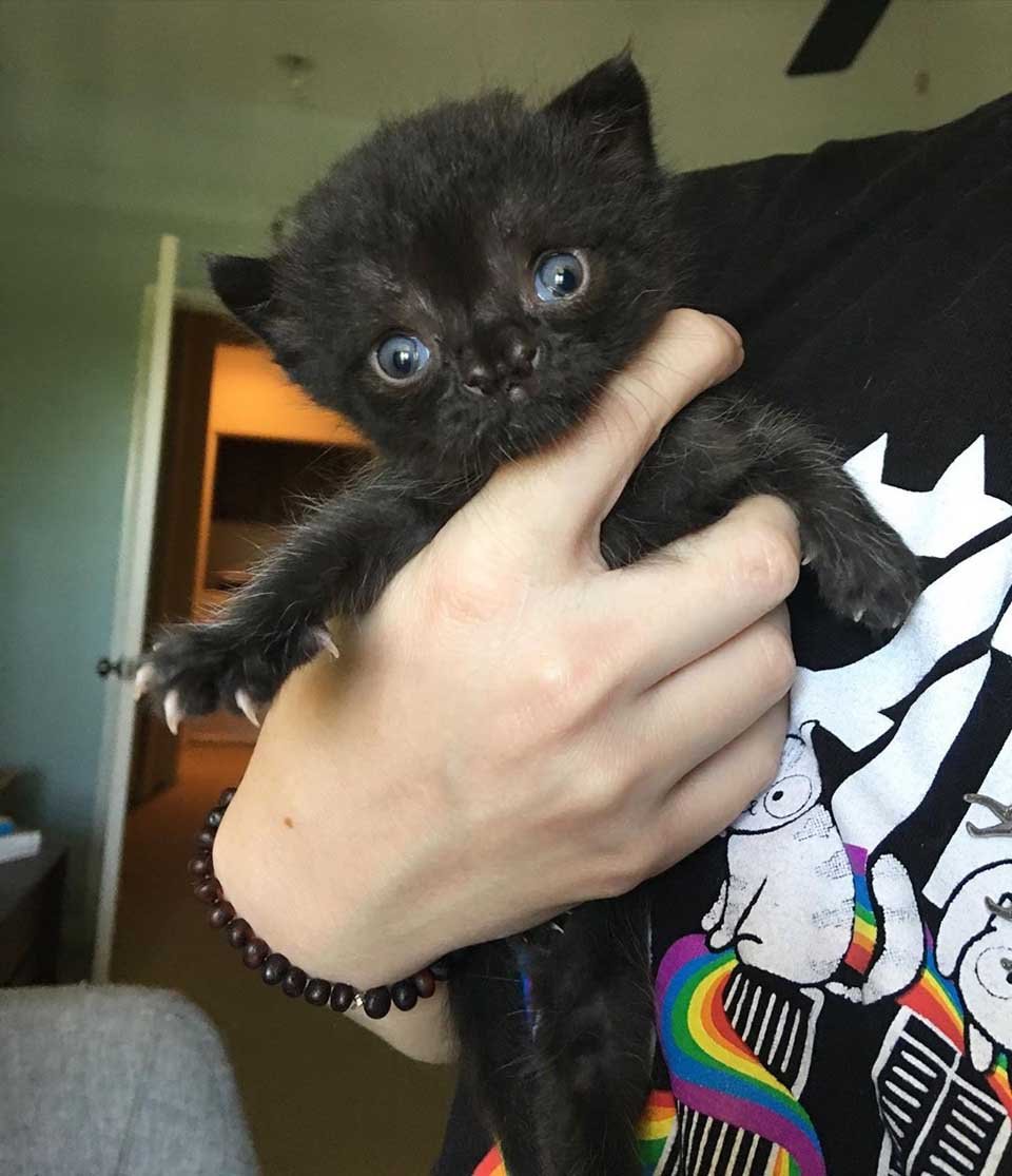 Gatita con una linda nariz se recupera luego de ser encontrada en un patio trasero 17 Gatita negra se va recuperando