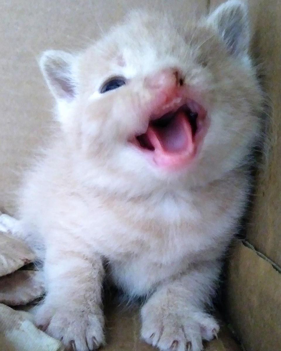 Gatito abre su boca