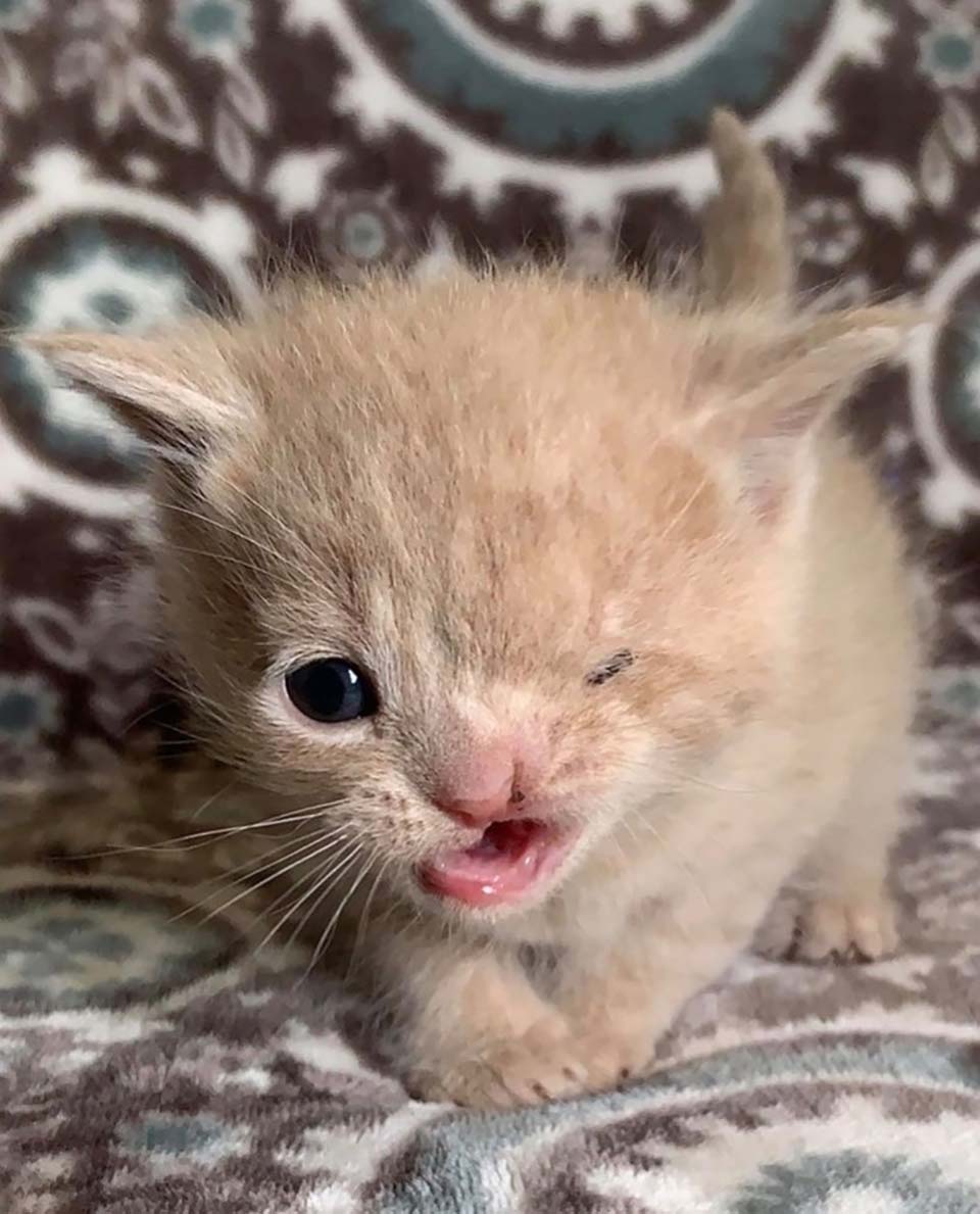 Gatito con guiño permanente