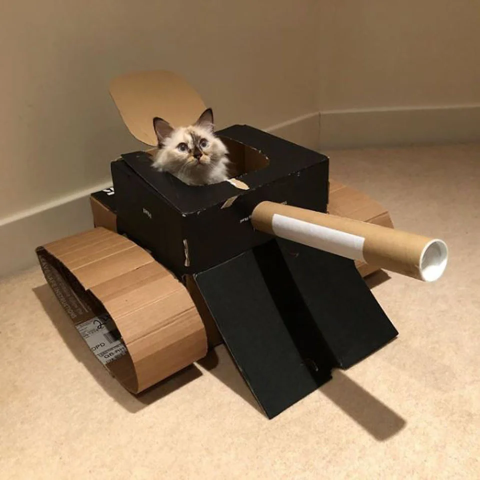 Gatito disfruta de su nueva caja de cartón