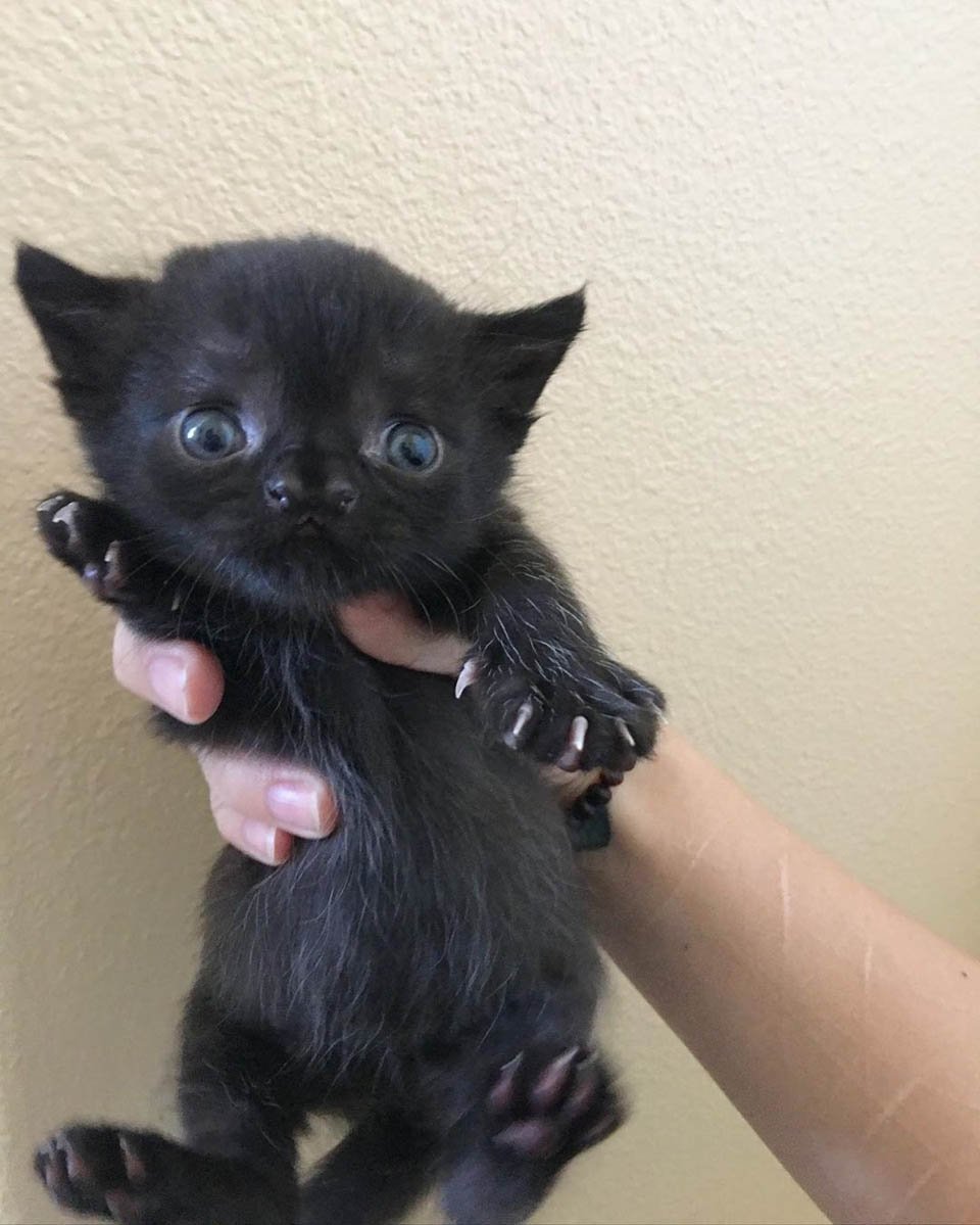 Gatita con una linda nariz se recupera luego de ser encontrada en un patio trasero 16 Gatito negro es alzado