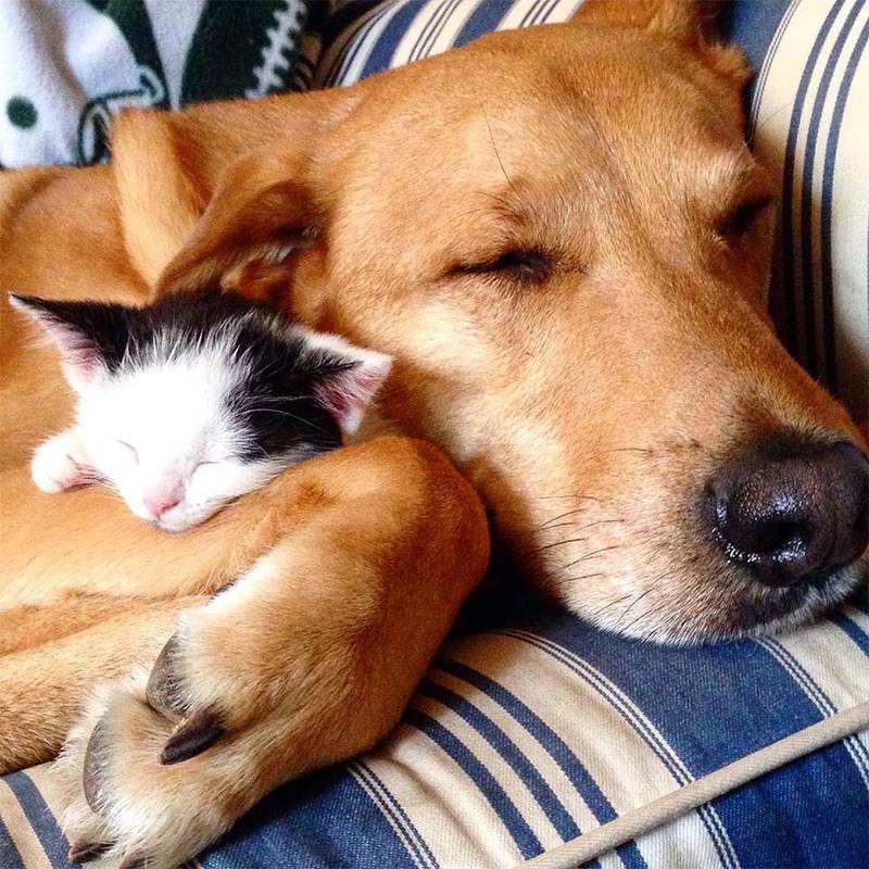 Perro cuida a cada gatito rescatado en el hogar de acogida mientras son adoptados 3 Gatito y Raylan