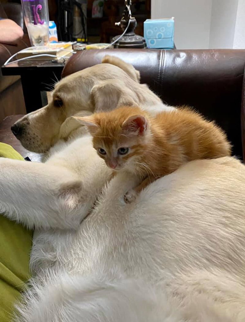 Gran perro se encuentra con pequeños gatitos huérfanos y los adopta 15 Gatitos Huérfanos Ed