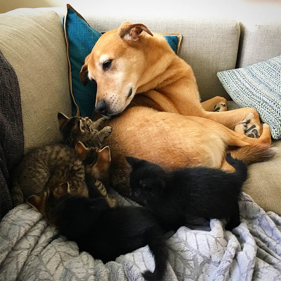 Perro cuida a cada gatito rescatado en el hogar de acogida mientras son adoptados 4 Gatitos acurrucados