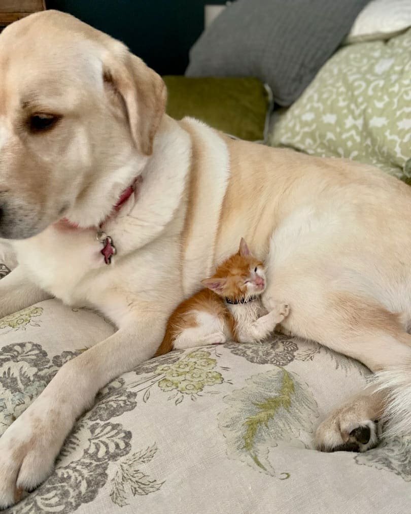 Gran perro se encuentra con pequeños gatitos huérfanos y los adopta 16 Gatitos huérfanos Truvy
