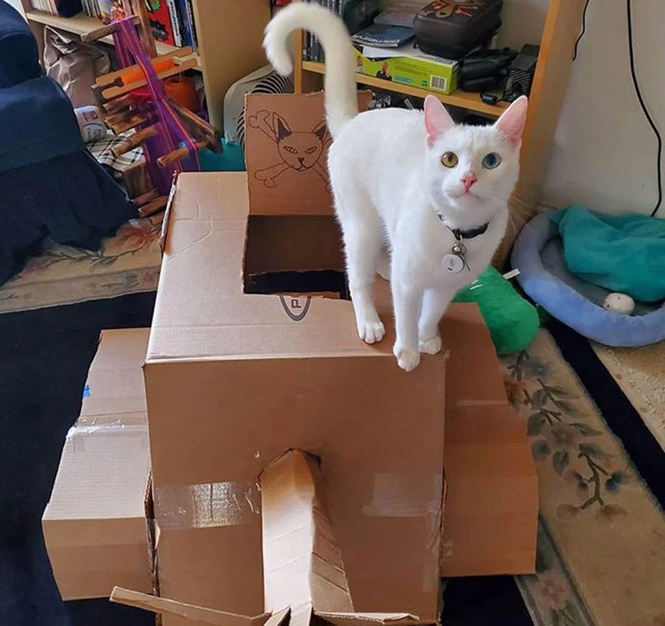 Gato blanco sobre tanque de cartón