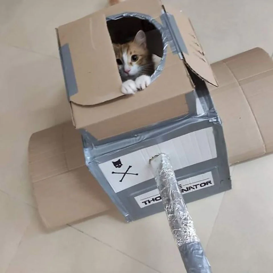 Gato en tanque de cartón