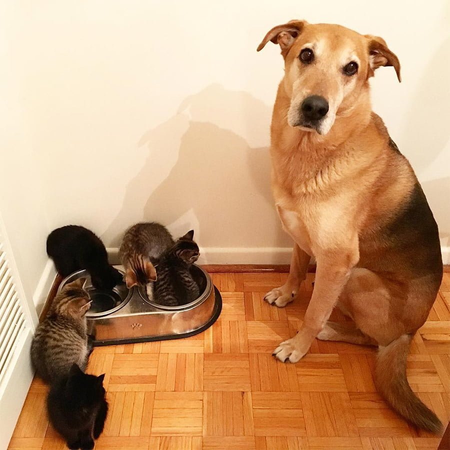 Perro cuida a cada gatito rescatado en el hogar de acogida mientras son adoptados 9 Gatitos comiendo