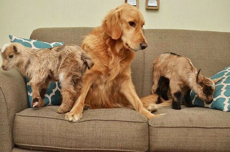 Perrita vive en una granja con cabras bebés y piensa que es su mamá 13 Golden retriever y dos cabras bebés