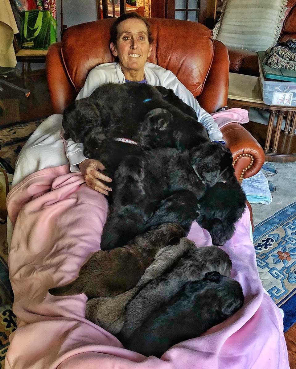 Mujer y sus 9 perros visitan a personas hospitalizadas llevando felicidad a quienes más la necesitan 22 Grandes cachorros