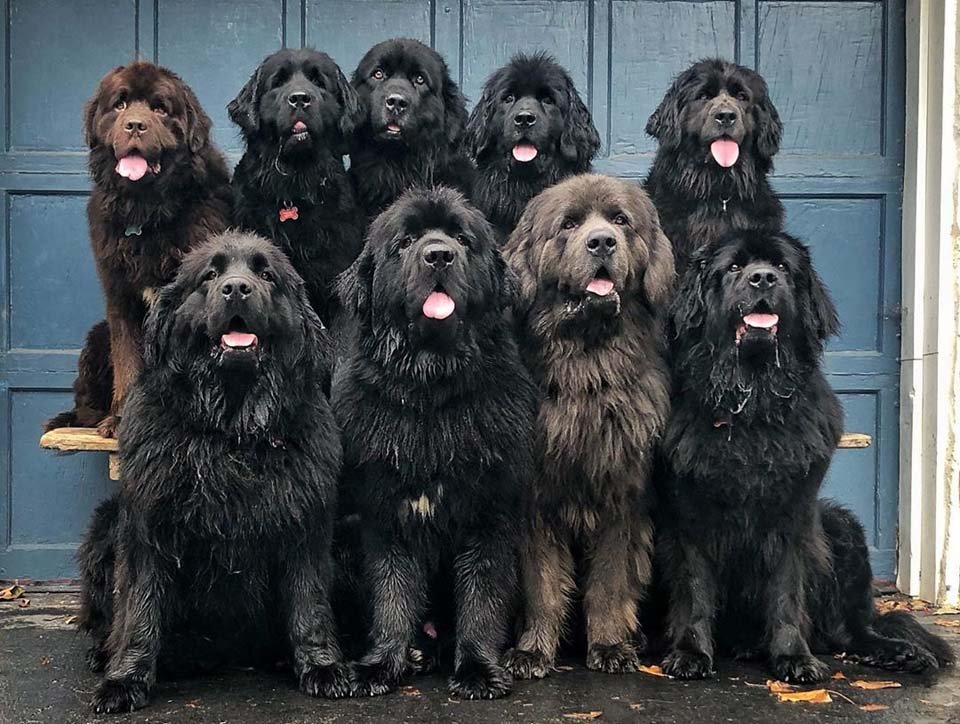 Mujer y sus 9 perros visitan a personas hospitalizadas llevando felicidad a quienes más la necesitan 21 Grandes perros