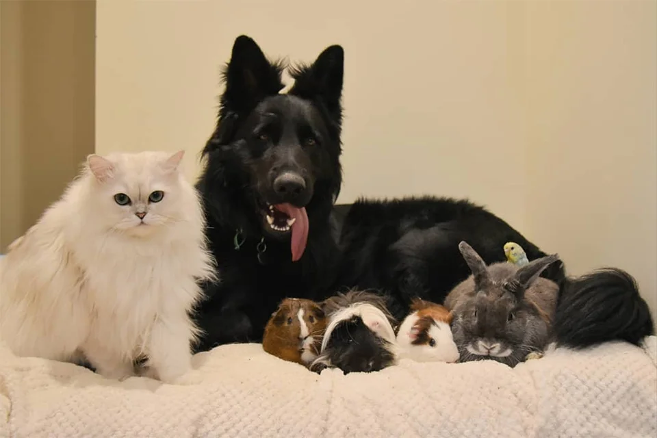 Pequeña rata siempre corre hacia su hermano mayor para tomar la siesta 2 Hermanos de Nuka