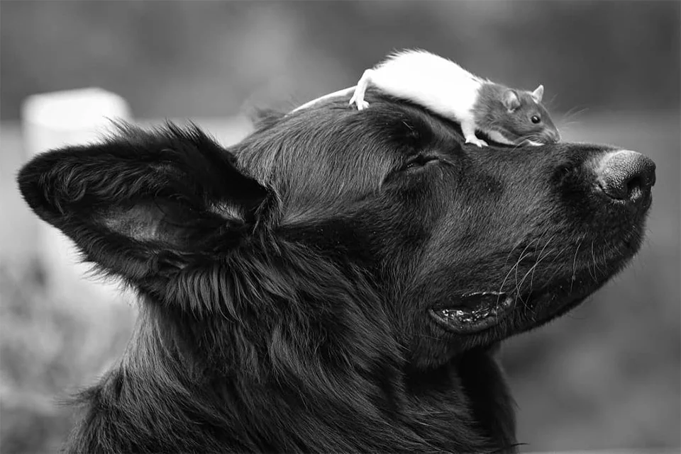 Pequeña rata siempre corre hacia su hermano mayor para tomar la siesta 5 Hermanos