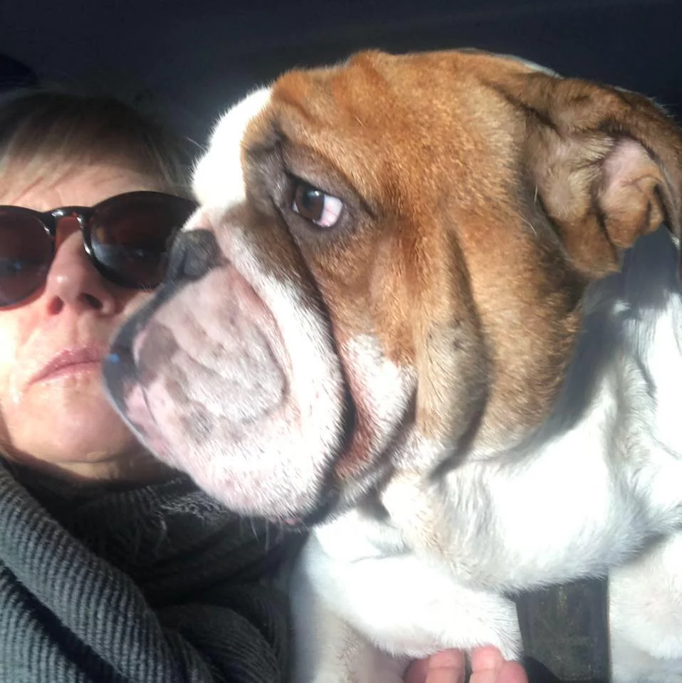 Hermoso Bulldog