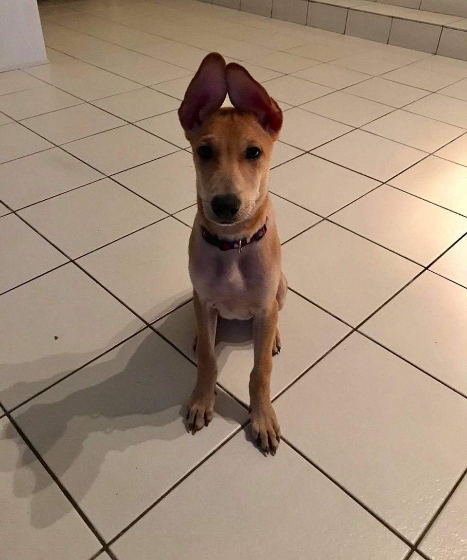Pareja sin corazón decide aplicar la eutanasia a su perro a pesar de que estaba sano 15 Loki con sus orejas alzadas