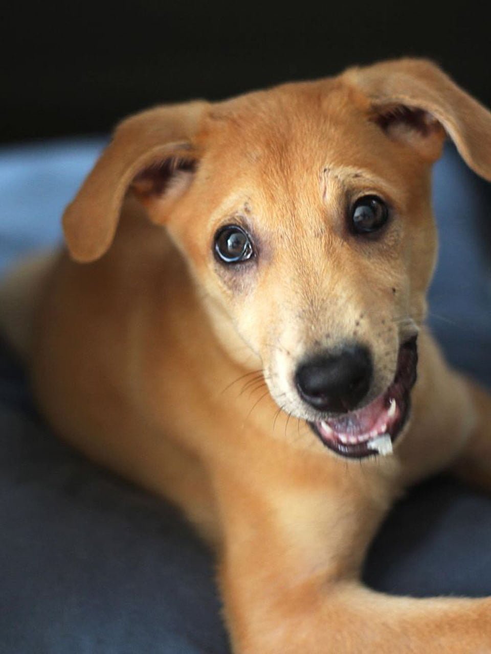 Pareja sin corazón decide aplicar la eutanasia a su perro a pesar de que estaba sano 14 Loki era un perrito sin hogar