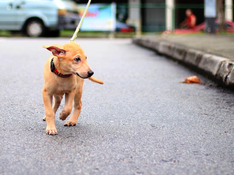 Pareja sin corazón decide aplicar la eutanasia a su perro a pesar de que estaba sano 13 Loki paseaba en las calles