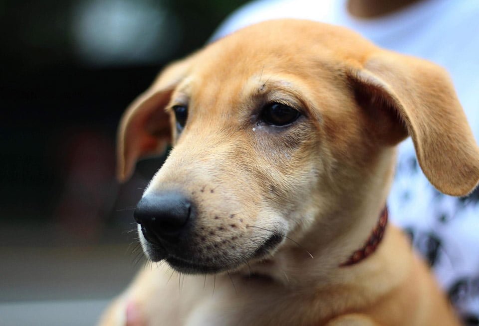 Pareja sin corazón decide aplicar la eutanasia a su perro a pesar de que estaba sano 12 Loki