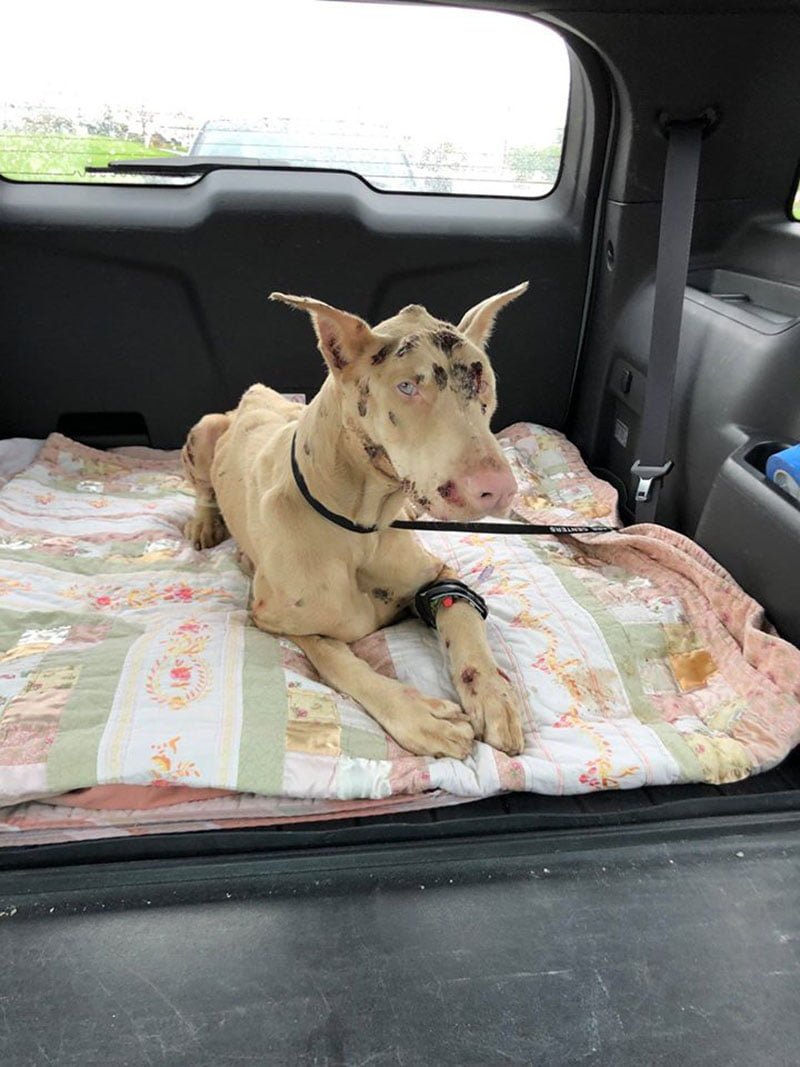 Perro hambriento comía piedras porque su dueño lo dejó sin agua ni comida 8 Lou liberado