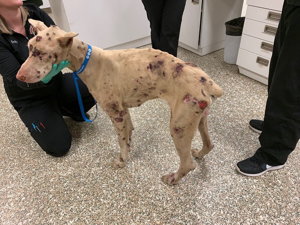 Perro hambriento comía piedras porque su dueño lo dejó sin agua ni comida 10 Lou rescatado