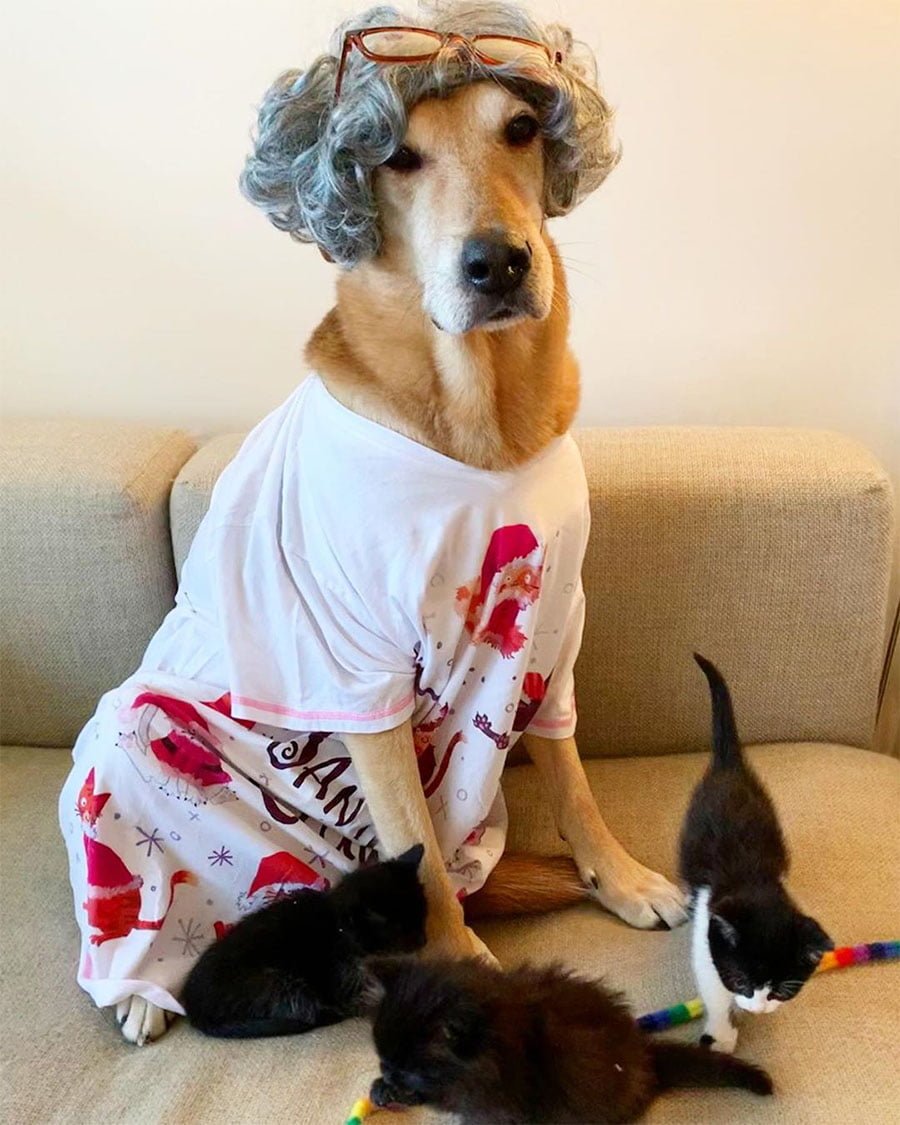 Perro cuida a cada gatito rescatado en el hogar de acogida mientras son adoptados 11 Madre cuida gatitos