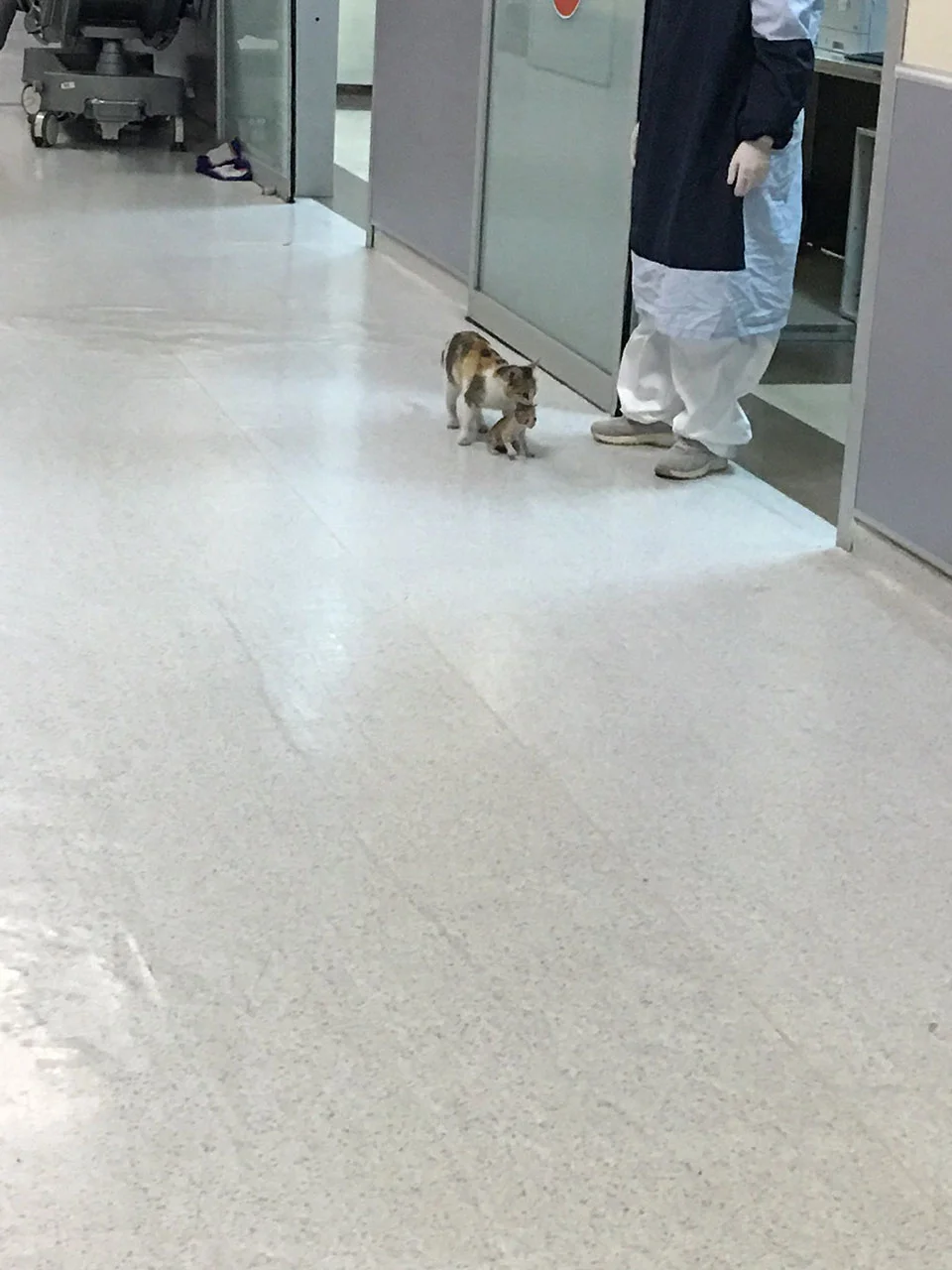 Madre gata llevando su cría Madre gata llevando su cría