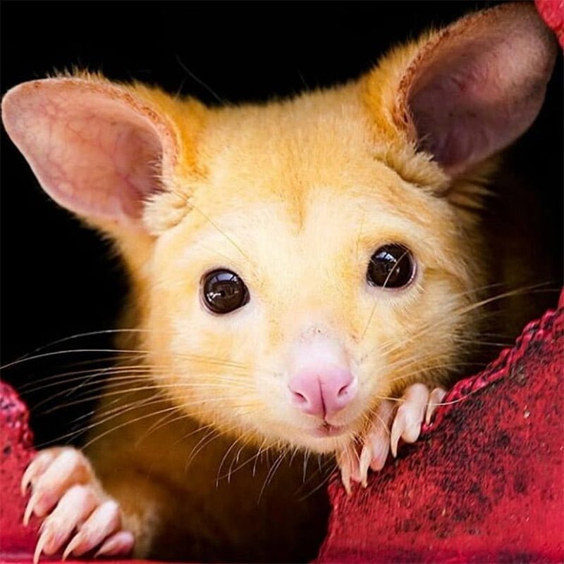 Clínica veterinaria australiana rescata una rara zarigüeya dorada 11 Marsupial amarillo